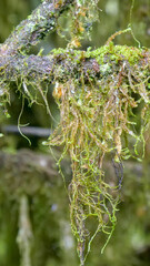 Vertical image of Close up of Epiphyte ferns and moss growing on tree branches in a forest at the Galapagos Islands, Ecuador.