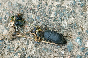 Silpha tristis-Aaskäfer	