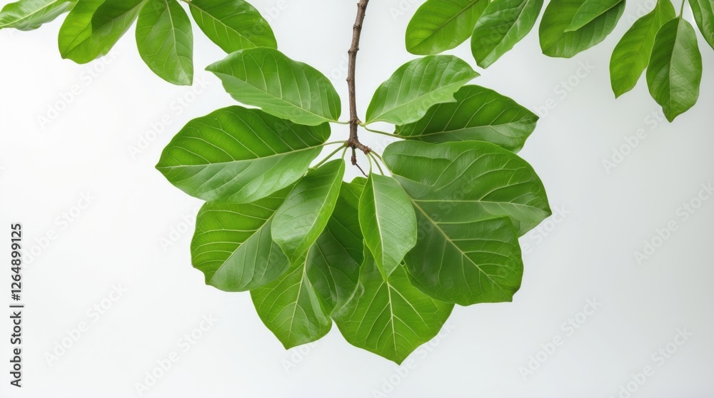 Poster green foliage of a tropical tree branch against a bright white background with copy space for text p