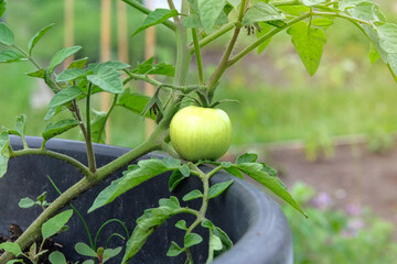 Green tomatoes is growing in a rustic garden. Vegetable culture. Growing vegetables in country. Cottage garden. Sunny day.