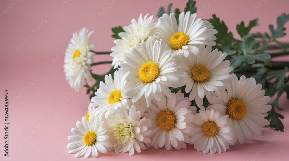 Poster white daisies bouquet with yellow centers arranged on a pink background with ample copy space for te