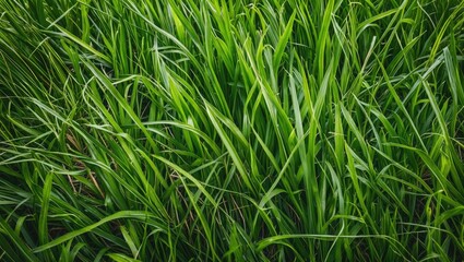 Fototapeta premium Lush green grass texture background for natural themes with vibrant leaves and organic patterns suitable for various design applications