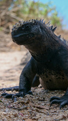 Vertical image of Side profile of an adult marine iguana facing the viewer.