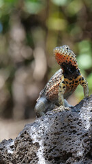 Vertical image of Close up of a colorful yellow and red lava lizard poised on a rock.  Blurred or out of focus background.