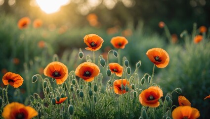 Obraz premium Vibrant orange poppies in a green field during sunset with soft focus and natural light Copy Space