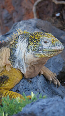 Vertical image of Side profile of an adult yellow land iguana, iguana terrestre on a rock at South Plaza Island, Galapagos, Ecuador.