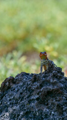 Vertical image of Close up of a colorful yellow and red lava lizard poised on a rock.  Blurred or out of focus background.