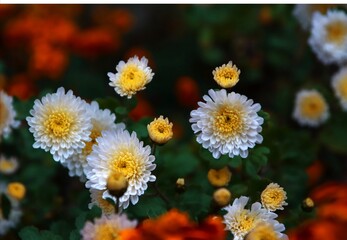 Young chrysanthemum flowers blooming in the garden