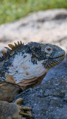 Vertical image of Close up and side profile of an adult yellow land iguana, iguana terrestre on a rock at South Plaza Island, Galapagos, Ecuador.
