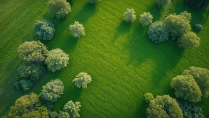 Aerial view of lush green grassland with scattered trees and clear shadows, ideal for nature or landscape themed designs. Copy Space