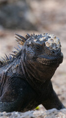 Vertical image of Side profile of an adult marine iguana facing the viewer.