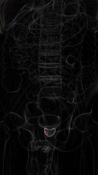 Cancer in prostate area in Vertical X-Ray Video | Prostate Cancer Indication in Vertical X-Ray HD Video
