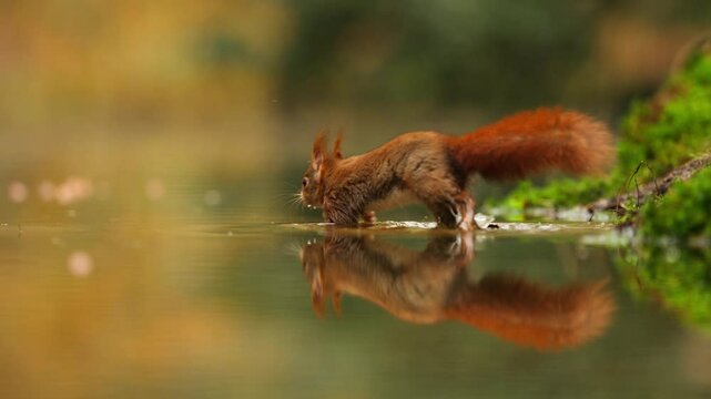 Mirrored reflection of red squirrel wading in shallow water in forest, slomo