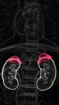 Diseased Adrenal Gland in Vertical HQ Video | Adrenal Gland Diseases video in Vertical HD Video