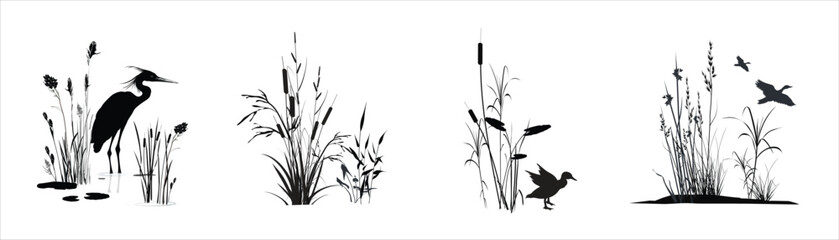 Swamp plants thickets - grass, reed, cane, cattail, sedge and other marsh plants with a bird heron, standing and flying ducks. Monochrome silhouette landscape drawings set isolated on white background