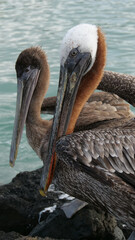 Vertical image of Close up of the eyes and heads of the brown pelican or Pelecanus occidentalis.