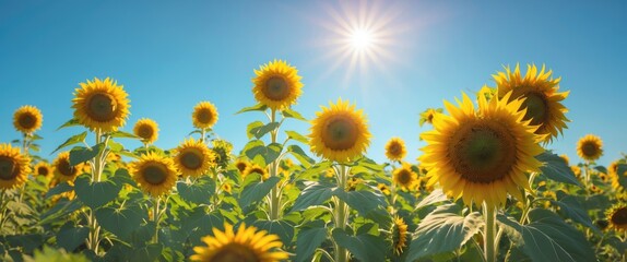 Obraz premium Field of blooming sunflowers under a clear blue sky with bright sunlight providing Copy Space for text placement.