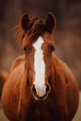 Fototapeta premium Closeup Majestic brown horse with white blaze in Altai Siberia landscape, retro warm toning