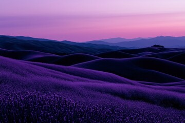 Naklejka premium Lavender field and rolling hills at sunset. Dreamy purple landscape backdrop