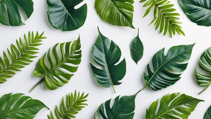 Fototapeta premium Arranged green tropical leaves on a white background with various shapes and sizes for natural decoration Copy Space