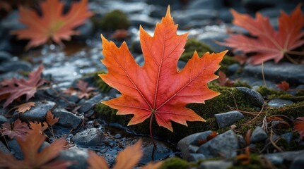 Lonely vibrant red maple leaf on wet stones amidst fallen leaves in autumn setting with soft natural lighting and copy space.