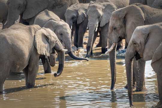 Large herd of elephants drinking at Halali waterhole in Etosha National Park, wildlife safari and game drive in Namibia, Africa - Powered by Adobe