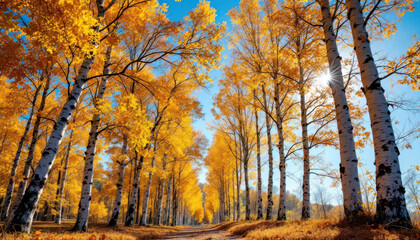 Fototapeta premium Golden Birch Tree Alley: A Sunlit Autumn Path