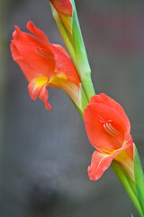 Orange Gladioli flowers in bloom.