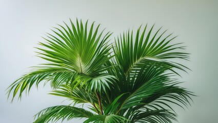 Tropical green palm plant isolated on light background with ample copy space for text placement