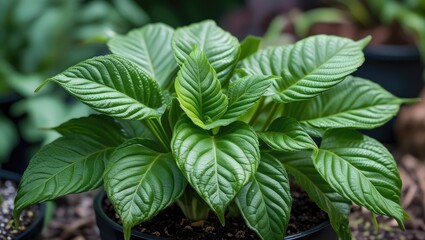 Healthy green plant with large textured leaves in black pot surrounded by blurred foliage background natural light Copy Space