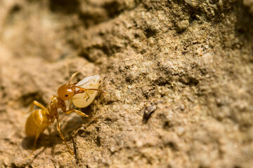 ant on a stone