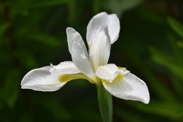 Stunning Flowering White Iris Blossom in the Spring