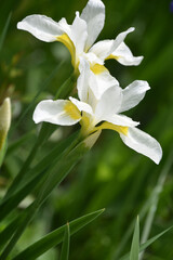 Budding and Flowering White Iris Flowers in Bloom
