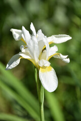 Fototapeta premium Beautiful Flowering White Siberian Iris Flower in Bloom