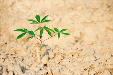 Young plant of cassava tree are growing.