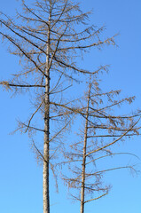 Tree trunks with bare branches and twigs in an european forest against blue sky on a sunny day, natural trees woodland landscape background