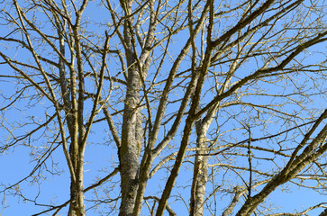 Tree trunk with bare branches and twigs in an european forest against blue sky on a sunny day, natural trees woodland landscape background