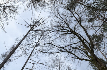 Obraz premium Tree silhouette with bare branches and twigs in a forest against bright sky during winter season, natural abstract trees woodland background