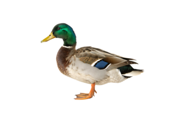 A male mallard duck, facing left, showcasing brown chest, grayish-white belly, and intricate feather details, with its sleek, isolated on a transparent background