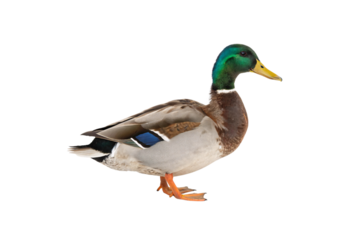 A male mallard duck with iridescent green head, yellow beak, and vibrant blue wing patch, standing on bright orange webbed feet, isolated on a transparent background