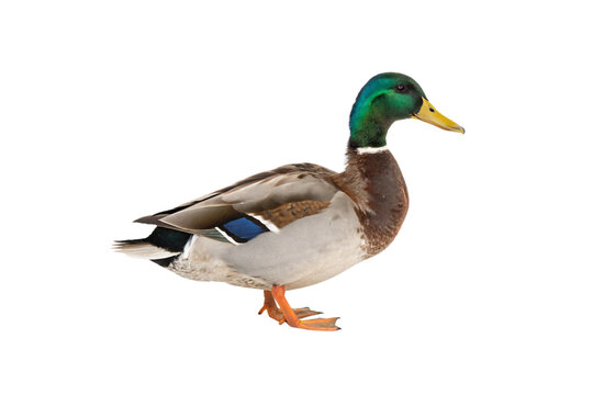A male mallard duck with iridescent green head, yellow beak, and vibrant blue wing patch, standing on bright orange webbed feet, isolated on a transparent background