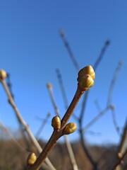 buds on a branch of willow © Tais