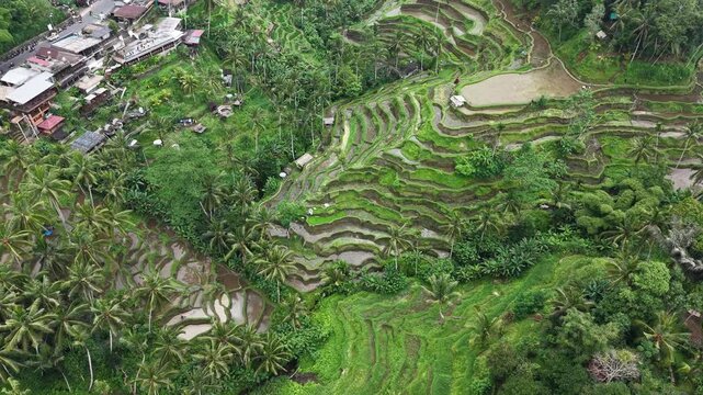 Ubud, Bali Rice Fields Aeriel View