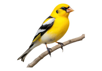 Fototapeta premium American gold finch bird.
