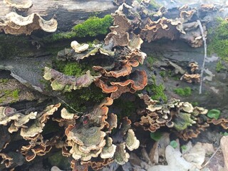 Lichen on the tree on macro
