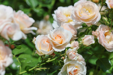 Lovely apricot coloured english roses in bright sunshine in the cottage garden with green leaves.