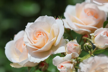 Lovely apricot coloured english roses in bright sunshine in the cottage garden with green leaves.