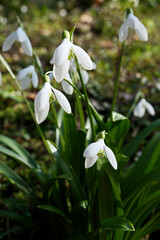 Fototapeta premium Snowdrop flowers, Galanthus nivalis, close-up. Beautiful white snowdrop flowers in the garden on a sunny spring day
