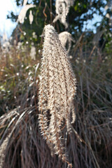Dry grass in the early morning light on the background of the forest, close up of dry grass. Pampas grass in the field.