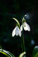 Snowdrop flowers, Galanthus nivalis, close-up. Beautiful white snowdrop flowers in the garden on a sunny spring day